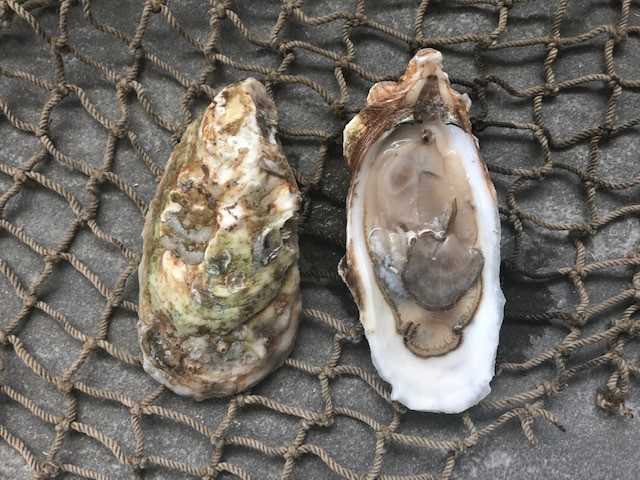 Pipers Point Oyster - 25 count
